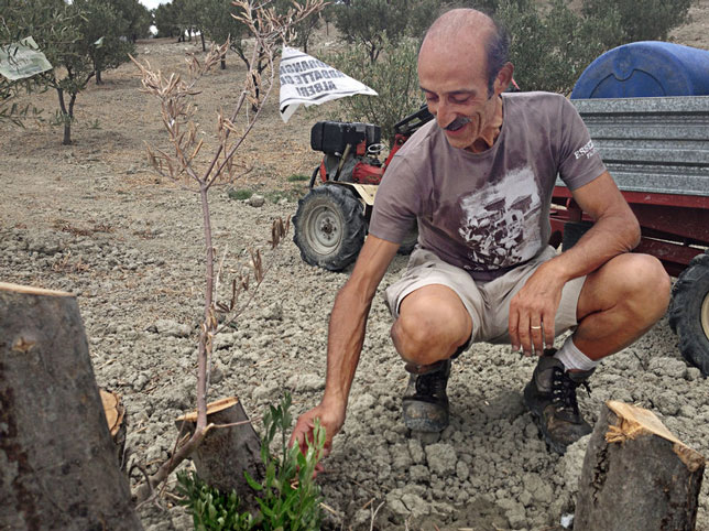 Farmer Daniele Pacicca in the Calabria region of southern Italy shows the stumps of his 13 olive trees that were hacked down this summer. With the help of GOEL Bio, he was able to replace them with twice as many new trees, 26.
Chris Livesay for NPR