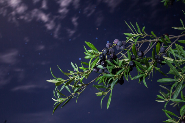 PHOTO: Tammi Kearney