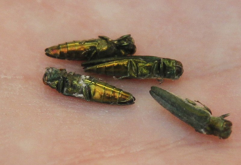 New Experiments by Don Cipollini, a Wright State University biology professor, have shown the invasive emerald ash borer that has devastated huge tracts of the nation's ash trees also has potential to infest olive trees. CHRIS STEWART / STAFF Chris Stewart/Chris Stewart