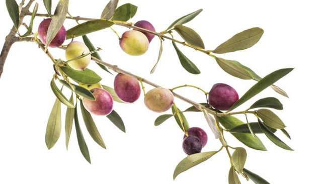 stock_olivebranch_t653 (Shutterstock)