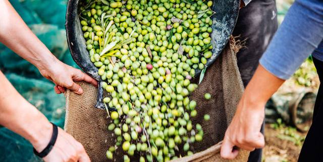 A chemical found within olives can stop a sperm from reaching an egg. Photo/123RF.