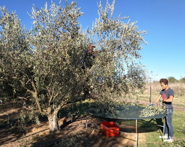 The-good-oil-on-EVOO