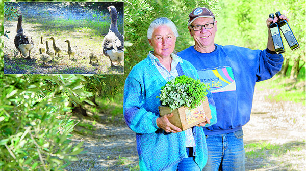 Mildura farmers Fiona Bawden and Richard Mintern with some of their fresh herbs and olive oil produced to organic principles. Inset: Geese play a vital role in fertilising the olives at Bawdens Farm. Pictures: Louise Donges