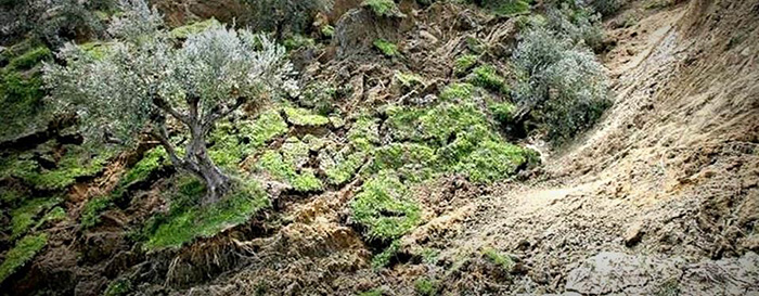 TUTENUP dairy farmers, the Negus family, are applying CSBP’s S