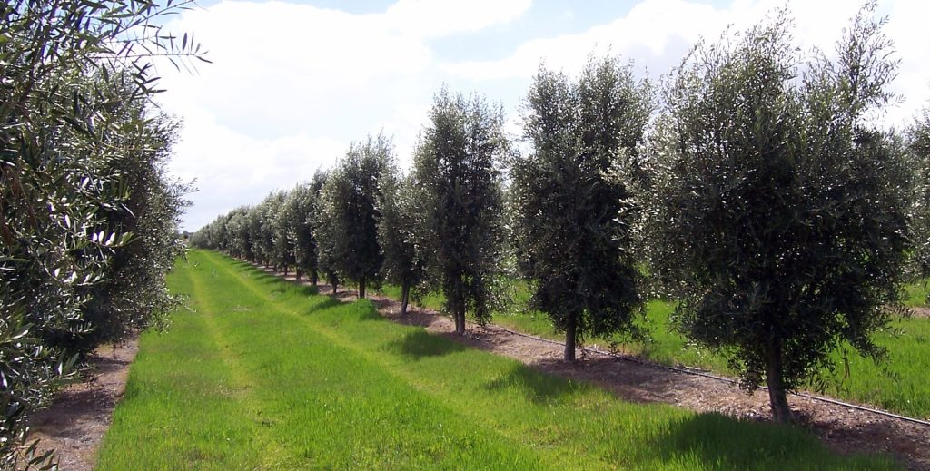 Australian Olives The Australian Olives Association site