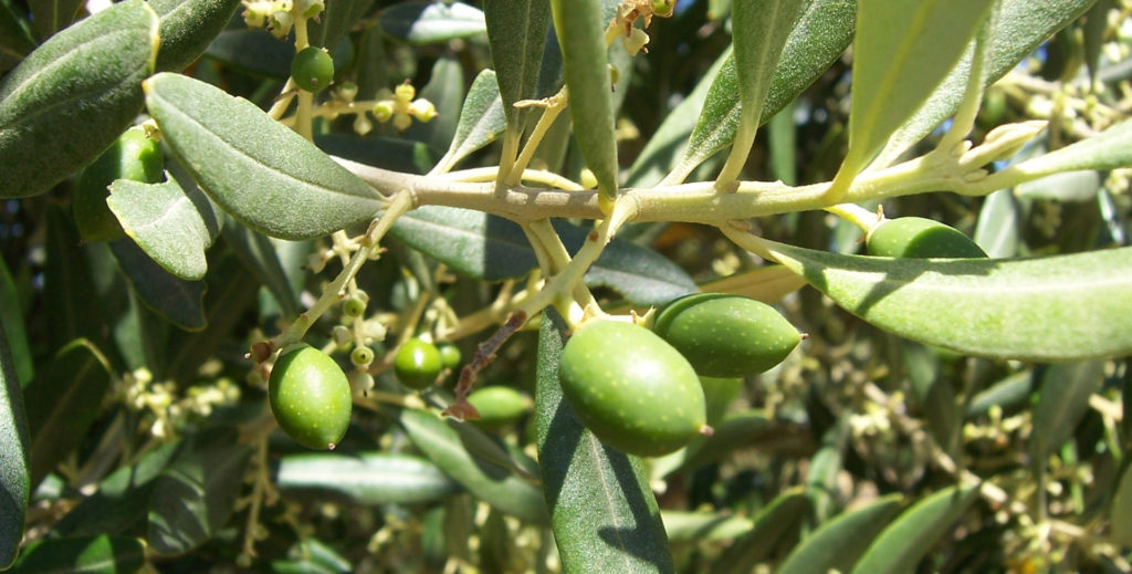 Australian Olives | The Australian Olives Association Website