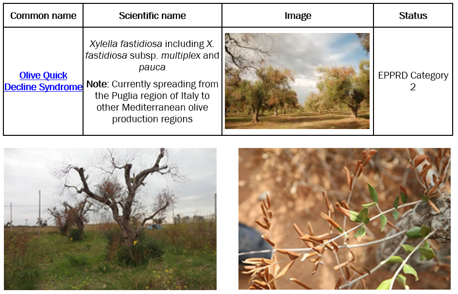 Australian Olives  High Priority Exotic Pests and Diseases of Olives in  Australia