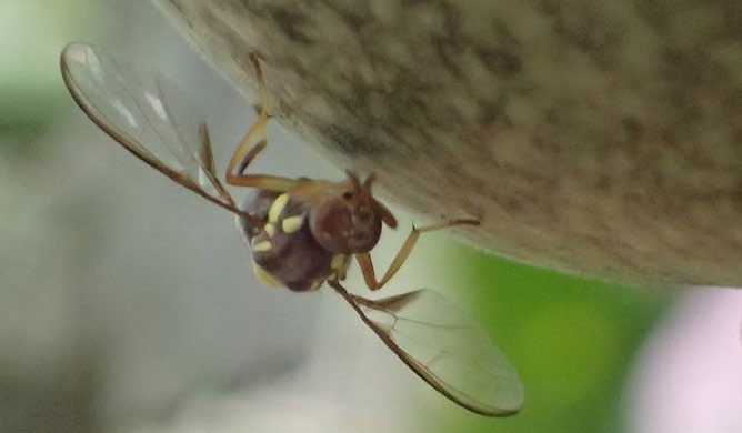 GI-Oct21-Biosecurity-Month-1