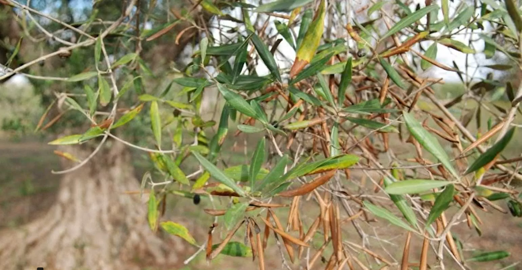 Xylella