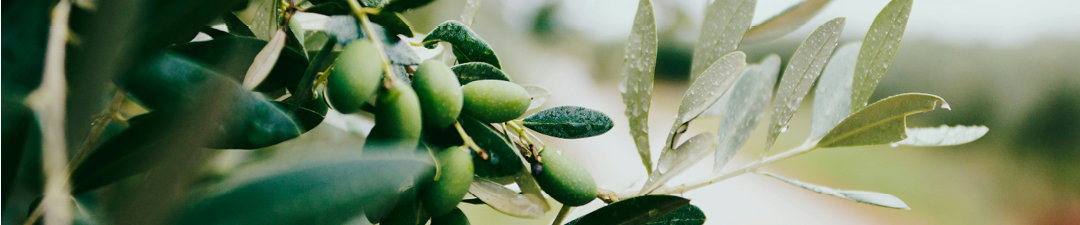 Productivity and profitability for olive growers in a land of weather extremes_FOE 13 June 2025