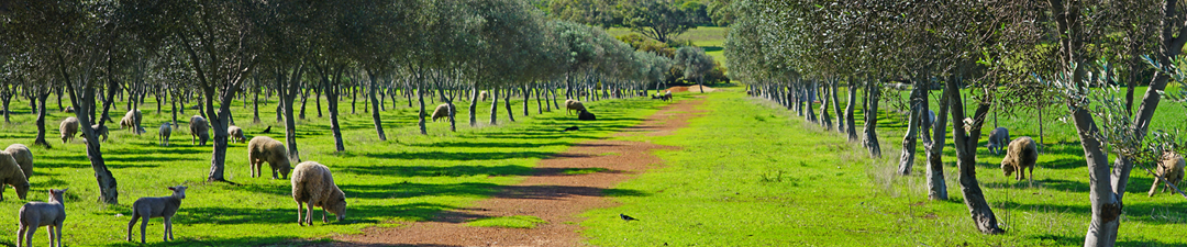 Combatting weeds in the grove_FOE 8 August 2025 Combatting weeds in the grove_FOE 8 August 2025