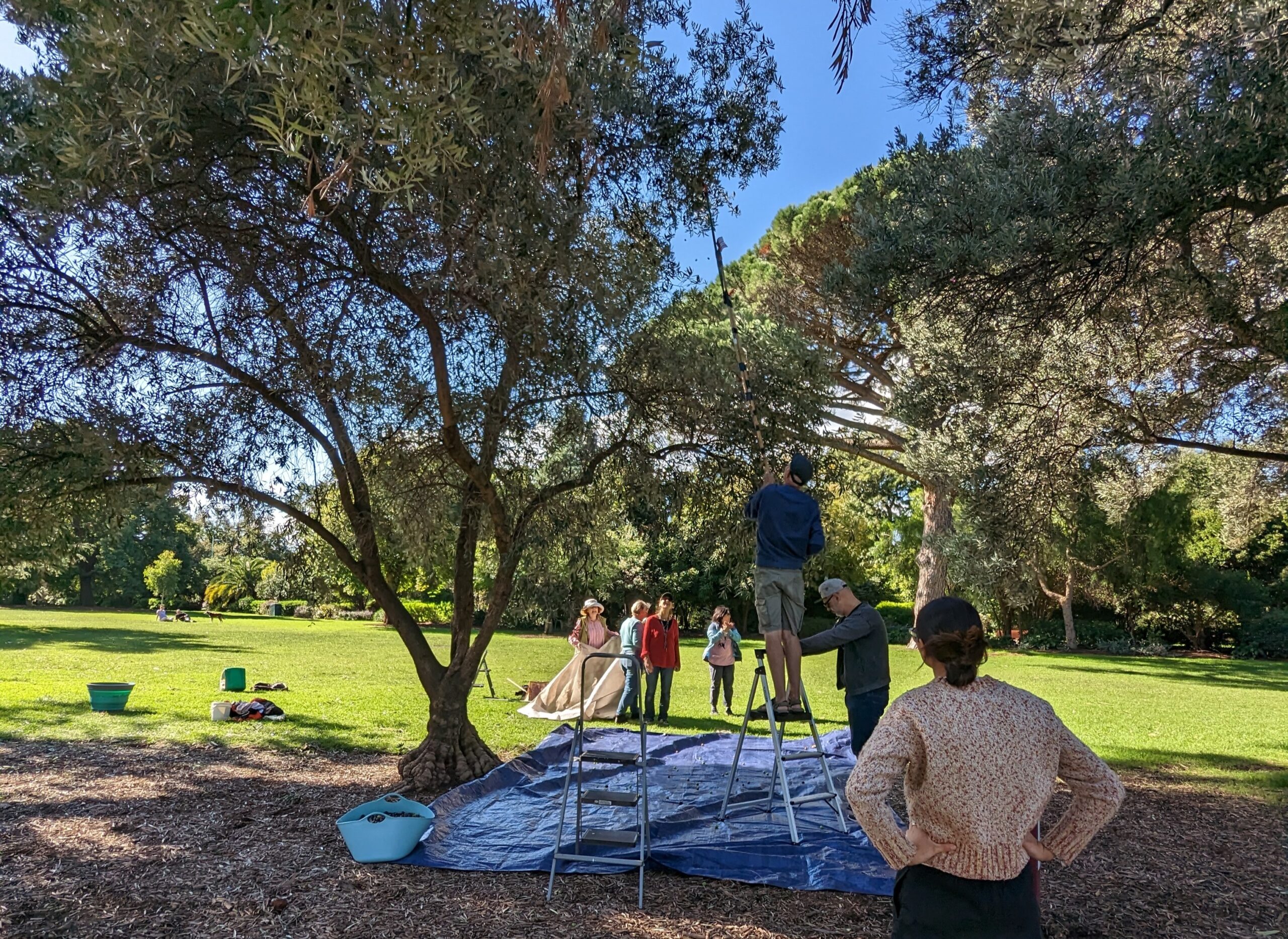 2023 PPPHarvestInAction Ceilidh Meo crop