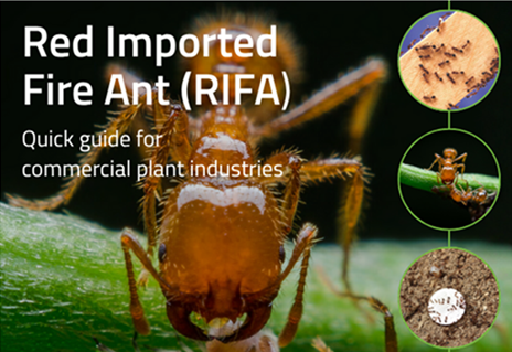 fire ants guide