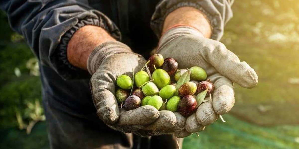 hand holding olives