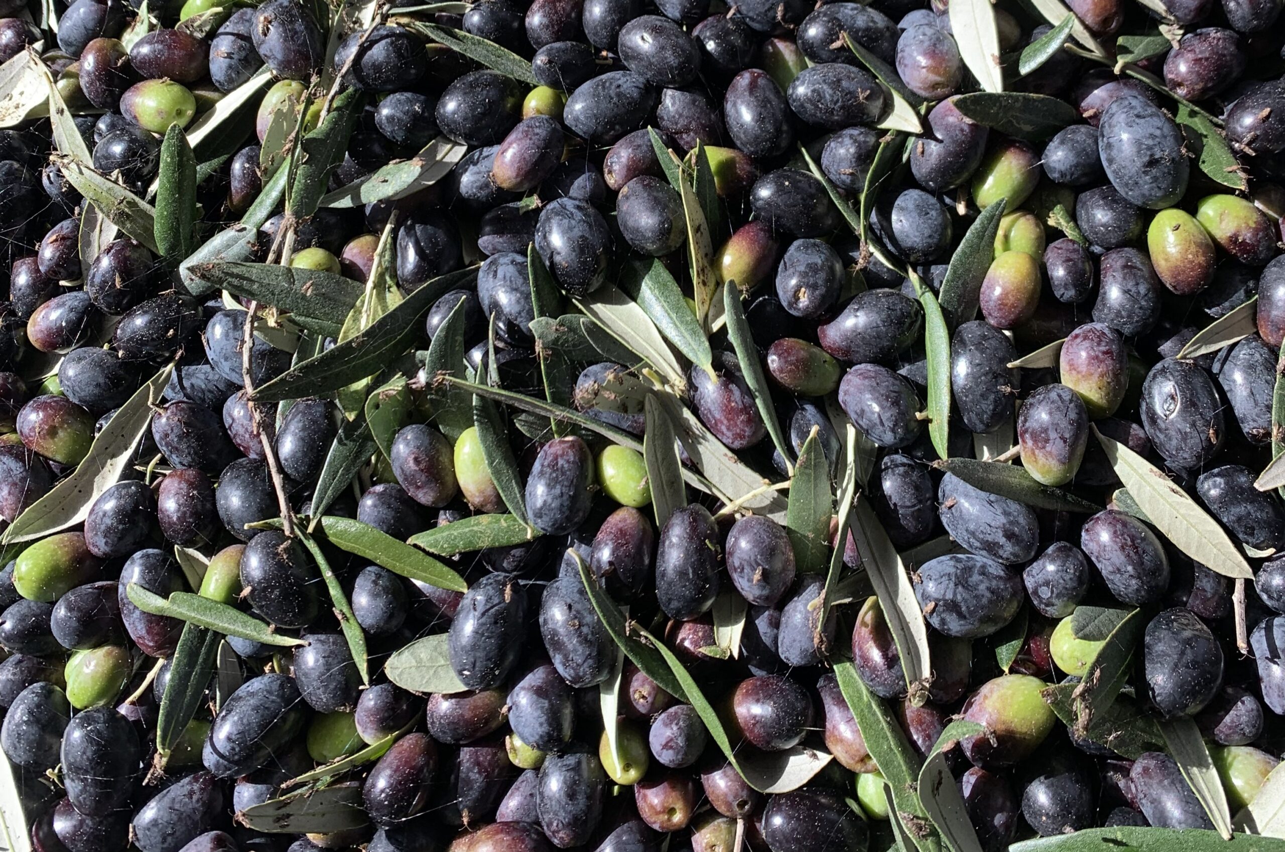 IMG_0059 Michael Thomsett