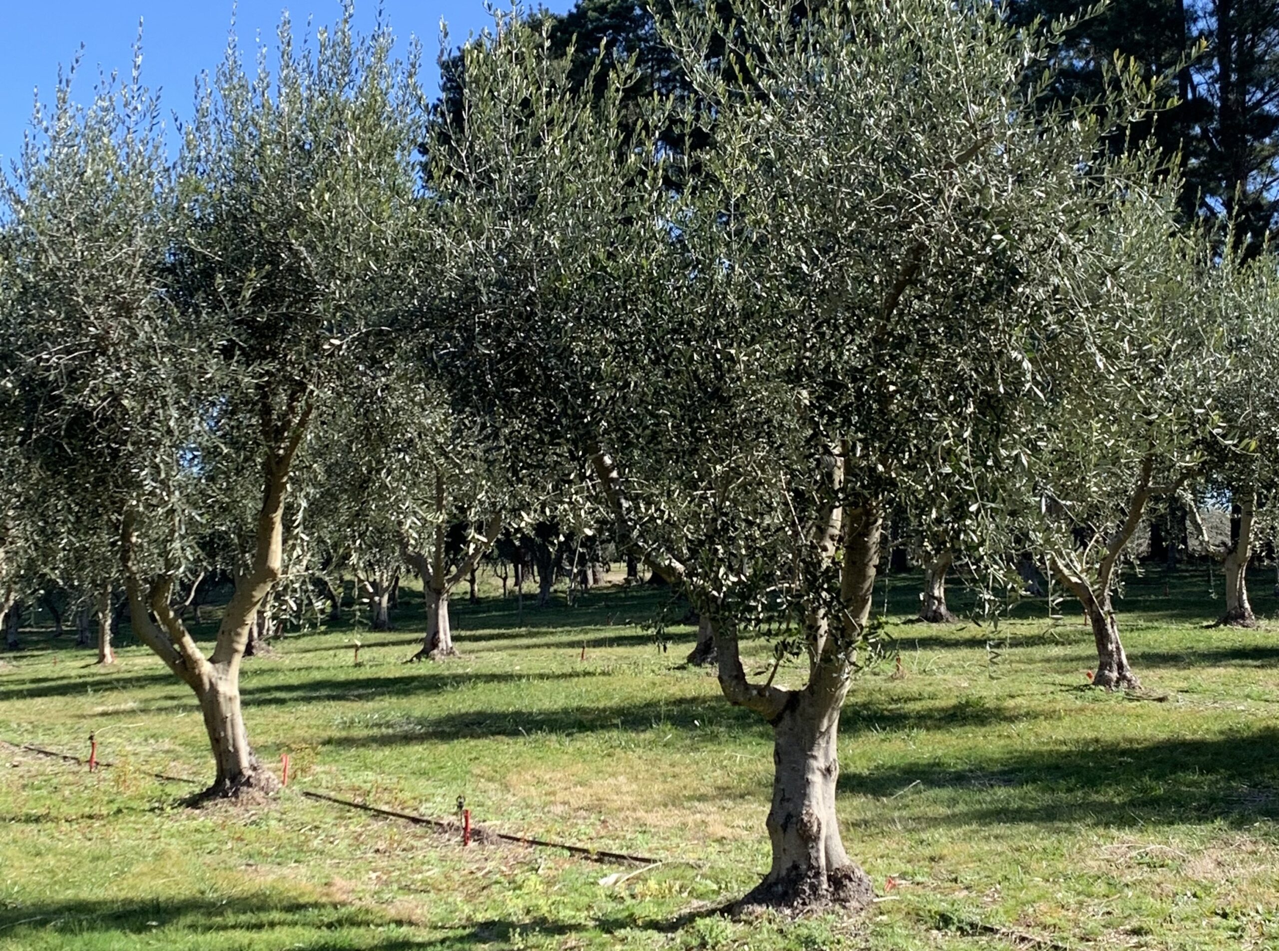 IMG_7318 Michael Thomsett