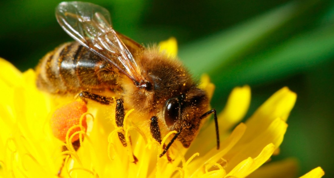 bee